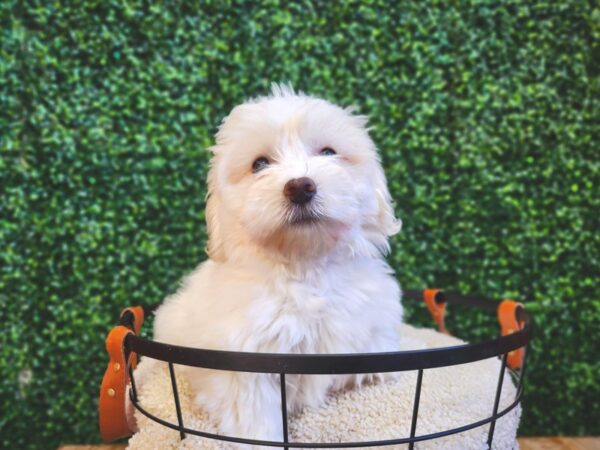 Coton De Tulear Dog Female Cream 12860 Petland Henderson, Nevada