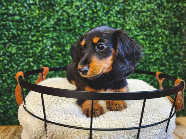 Dachshund Dog Female Black and Tan 12863 Petland Henderson, Nevada