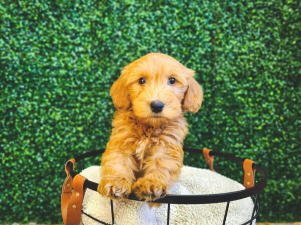 Goldendoodle Mini Dog Male Red 12861 Petland Henderson, Nevada