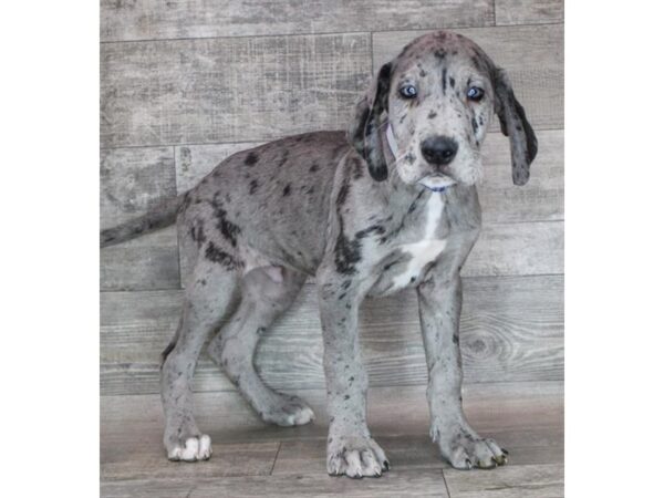 Great Dane Dog Male Merle 12867 Petland Henderson, Nevada