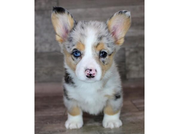 Pembroke Welsh Corgi-Dog-Female-Blue Merle / Tan-12868-Petland Henderson, Nevada