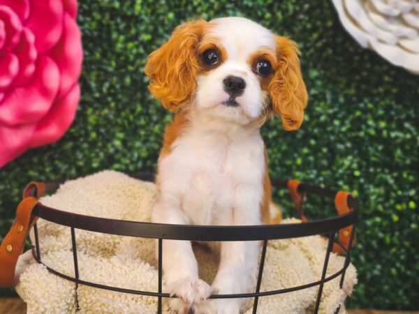 Cavalier King Charles Spaniel Dog Male Blenheim 12866 Petland Henderson, Nevada