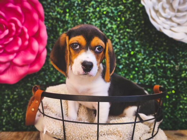 Beagle Dog Female Black Tan / White 12871 Petland Henderson, Nevada