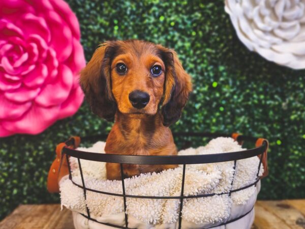 Dachshund Dog Male Red 12870 Petland Henderson, Nevada