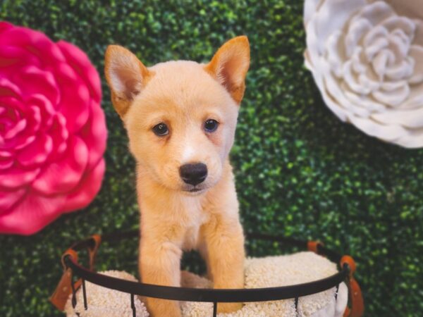 Shiba Inu-Dog-Male-Cream-12875-Petland Henderson, Nevada