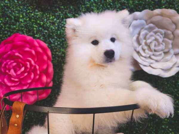 Samoyed Dog Female White 12857 Petland Henderson, Nevada