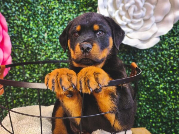 Rottweiler Dog Male Black / Tan 12874 Petland Henderson, Nevada