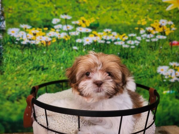 Shih Tzu Dog Female Red / White 12830 Petland Henderson, Nevada