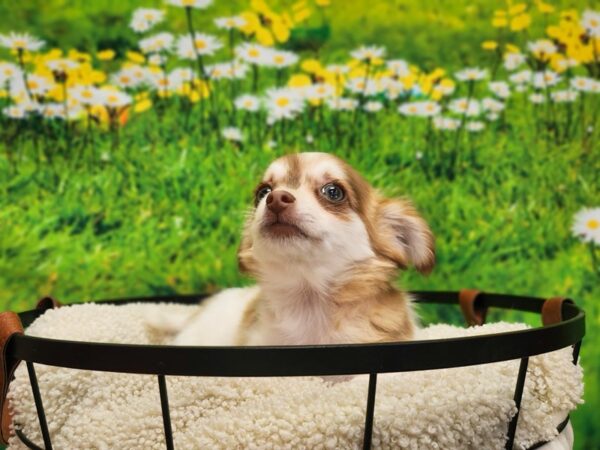 Chihuahua-Dog-Male-Chocolate Sabled Fawn-12817-Petland Henderson, Nevada