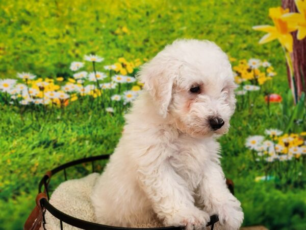 Bichon Frise Dog Male White 12837 Petland Henderson, Nevada