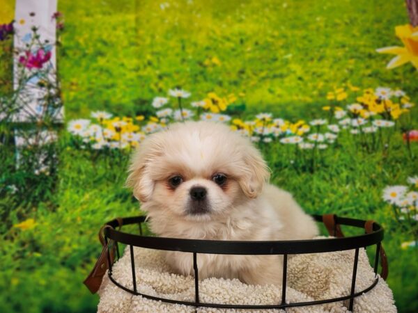 Pekingese Dog Male Biscuit 12840 Petland Henderson, Nevada