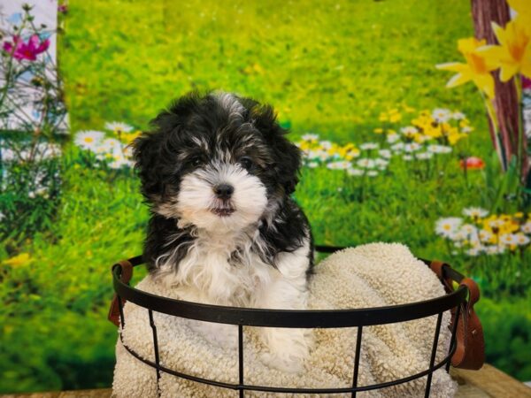 Havanese Dog Female Black / Tan 12849 Petland Henderson, Nevada