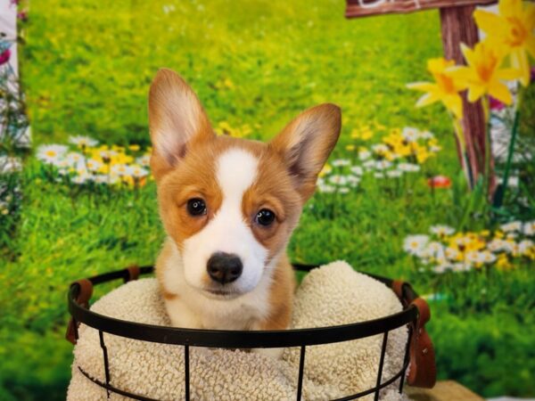 Pembroke Welsh Corgi Dog Female Sable / White 12850 Petland Henderson, Nevada