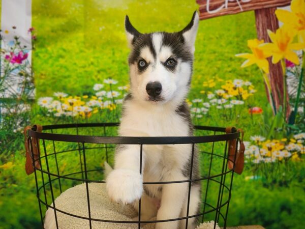 Siberian Husky Dog Male Black / White 12848 Petland Henderson, Nevada