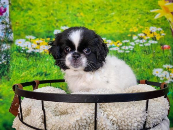 Mixed Breed-Dog-Male-Black / White-12858-Petland Henderson, Nevada