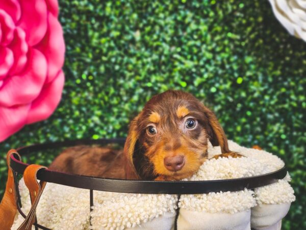 [#12873] Chocolate / Tan Male Dachshund Puppies For Sale