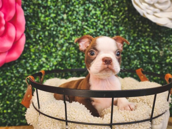 Boston Terrier Dog Male Seal / White 12872 Petland Henderson, Nevada