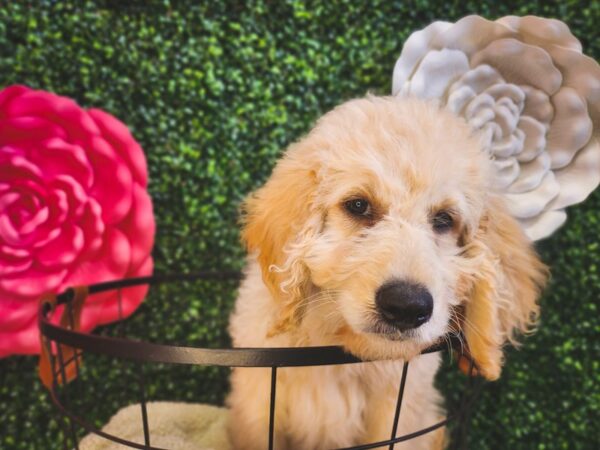 Goldendoodle 2nd Gen Dog Male Cream 12869 Petland Henderson, Nevada