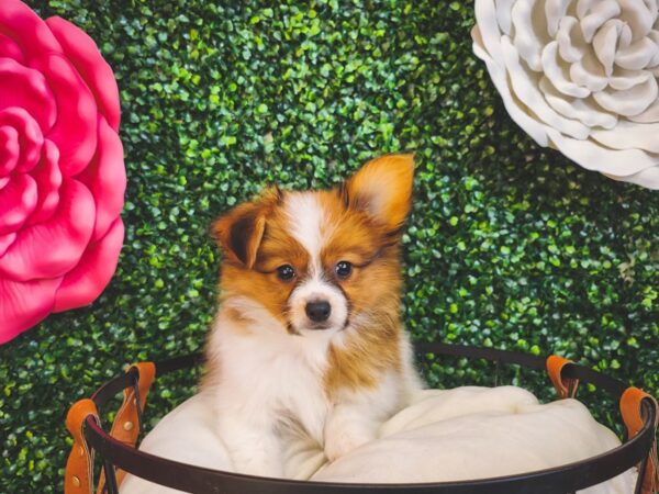 Papillon-Dog-Male-Sable / White-12877-Petland Henderson, Nevada