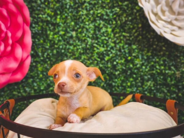 Chihuahua Dog Female Fawn and White 12878 Petland Henderson, Nevada