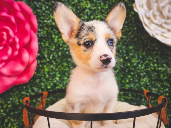 Pembroke Welsh Corgi-Dog-Female-Blue Merle-12881-Petland Henderson, Nevada