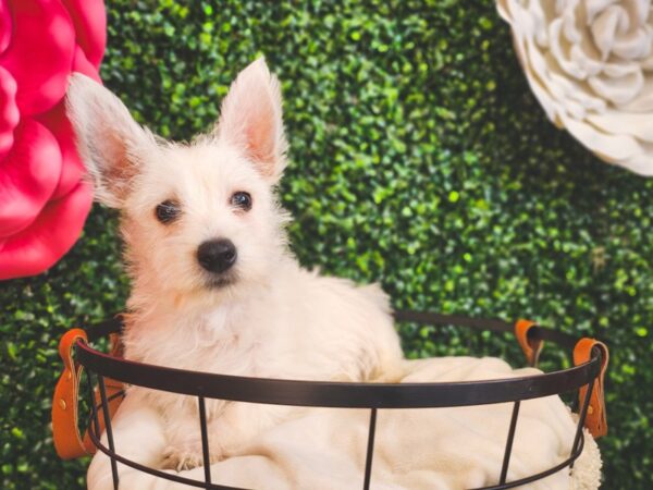 West Highland White Terrier Dog Male White 12887 Petland Henderson, Nevada