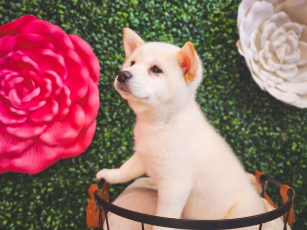 Shiba Inu-Dog-Female-Cream-12883-Petland Henderson, Nevada