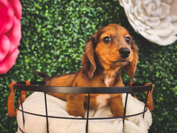 Dachshund Dog Female Wild Boar 12880 Petland Henderson, Nevada