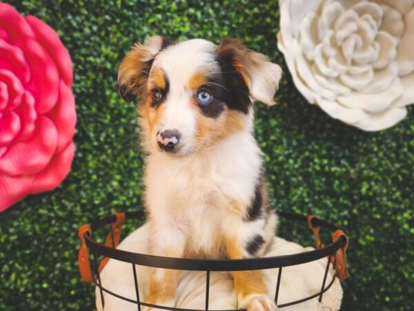 Miniature Australian Shepherd-Dog-Male-Blue Merle-12884-Petland Henderson, Nevada