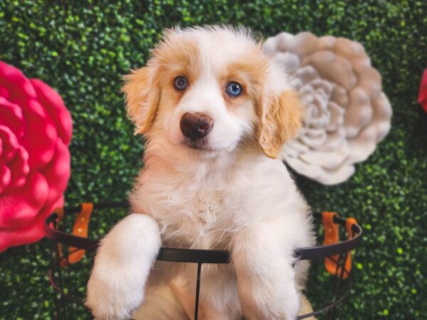 Mini Aussie Poo-Dog-Male-Apricot-12885-Petland Henderson, Nevada