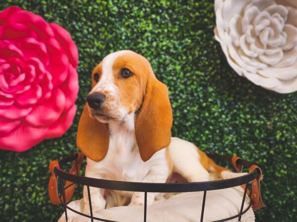 Basset Hound Dog Female Red / White 12879 Petland Henderson, Nevada