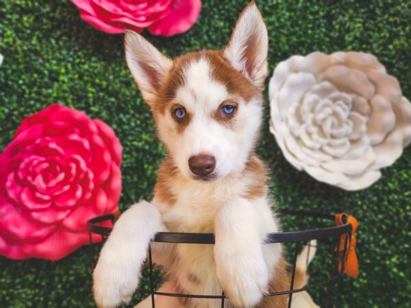 Siberian Husky Dog Female Red and White 12886 Petland Henderson, Nevada