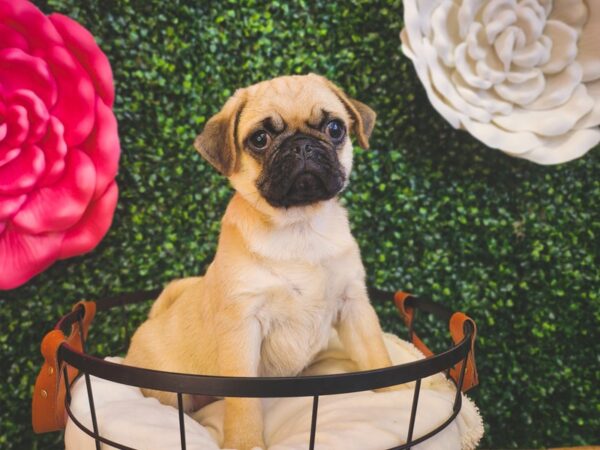 Pug Dog Male Fawn 12889 Petland Henderson, Nevada