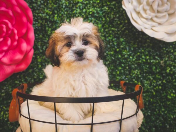 Teddy Bear Dog Male Brown / White 12890 Petland Henderson, Nevada