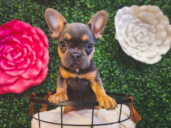 French Bulldog Dog Female Blue / Tan 12893 Petland Henderson, Nevada