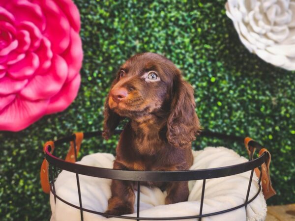 [#12892] Chocolate / Tan Female Dachshund Puppies For Sale