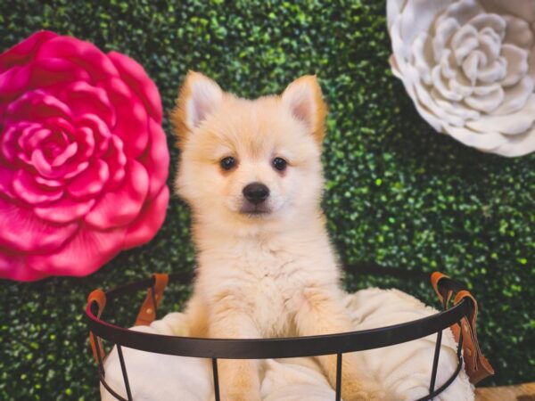 [#12902] Cream Male Pomeranian Puppies For Sale