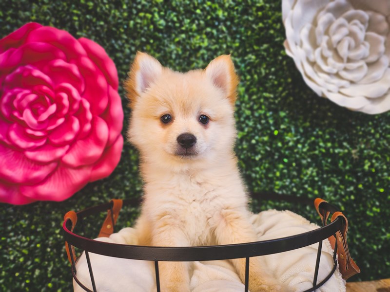 Pomeranian - 12902 Image #1