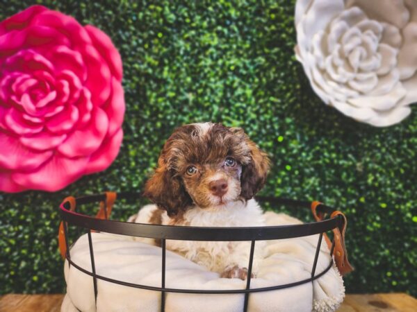 Poodle-Dog-Female-Chocolate-12895-Petland Henderson, Nevada