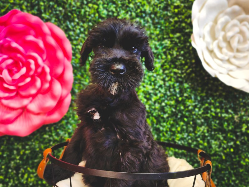 Giant Schnauzer - 12901 Image #1