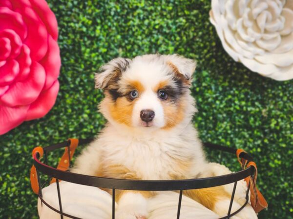 Miniature Australian Shepherd Dog Male Blue Merle 12896 Petland Henderson, Nevada