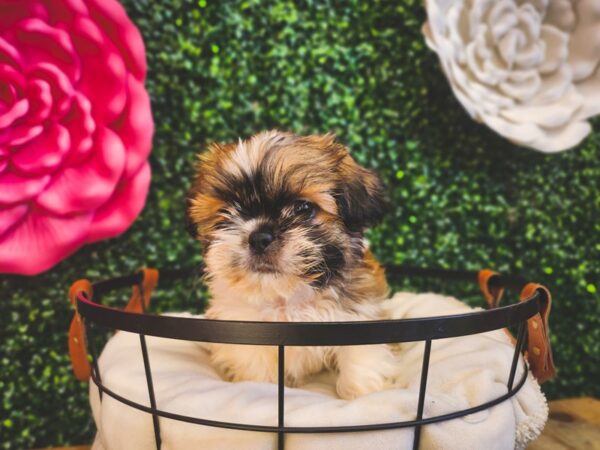 Shih Tzu-Dog-Female-Gold and White-12899-Petland Henderson, Nevada