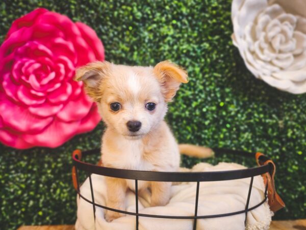 Chihuahua Dog Male Cream 12900 Petland Henderson, Nevada