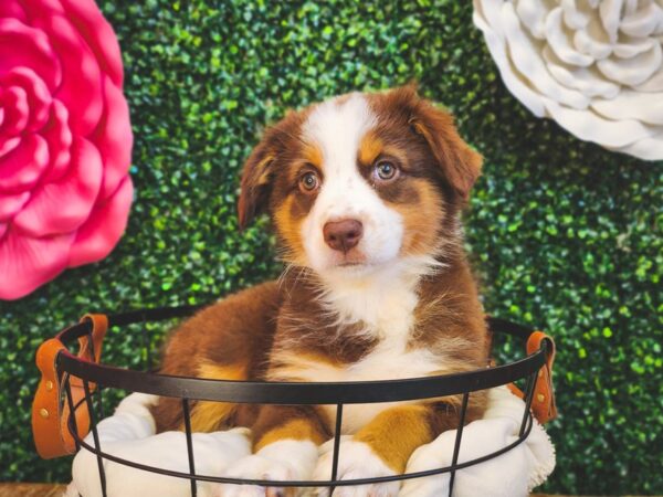 Australian Shepherd Dog Female Red 12898 Petland Henderson, Nevada