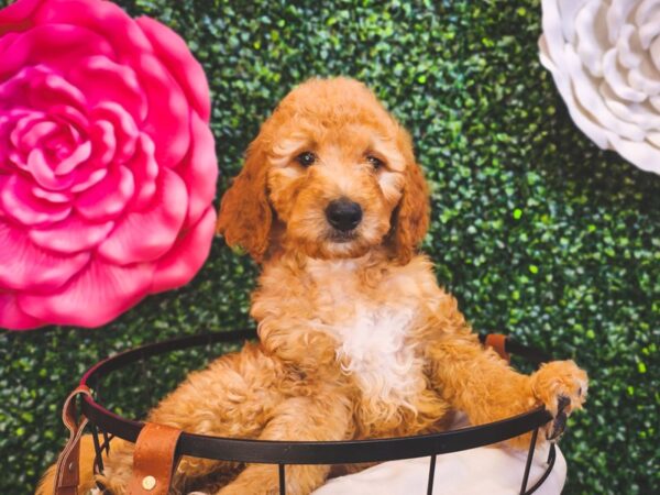 Goldendoodle 2nd Gen Dog Female Golden 12897 Petland Henderson, Nevada