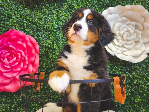 Bernese Mountain Dog Dog Female Black / Rust 12894 Petland Henderson, Nevada