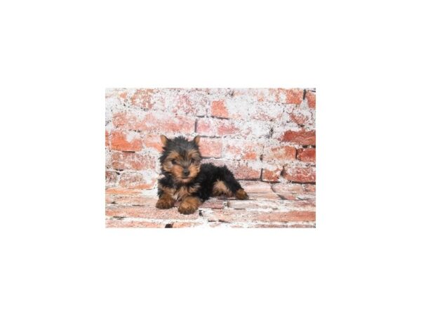 Yorkshire Terrier-Dog-Male-Black and Tan-12905-Petland Henderson, Nevada