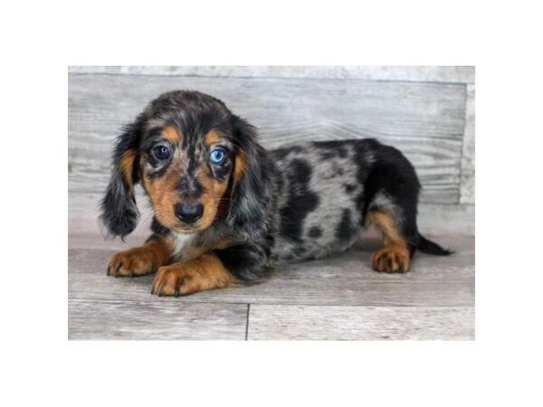 Dachshund Dog Male Black / Tan 12910 Petland Henderson, Nevada