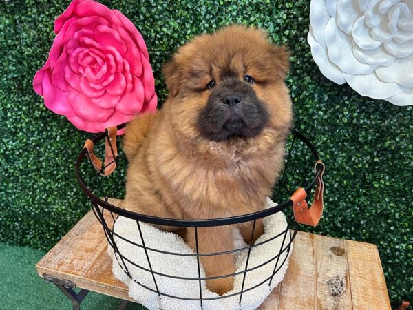 Chow Chow-Dog-Male-Red-12912-Petland Henderson, Nevada