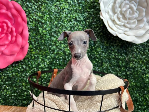 Italian Greyhound Dog Female Blue 12903 Petland Henderson, Nevada